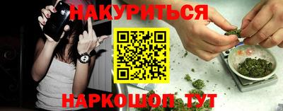 сатива Новозыбков