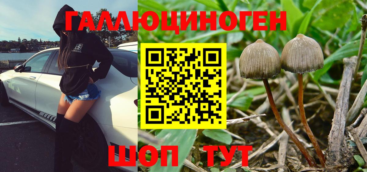 Галлюциногенные грибы Cubensis  Галлюциногенные грибы прущие грибы  Уварово  Вход с VPN 